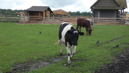 Cows walking on a farm with buildings and birds nearby during a cloudy day