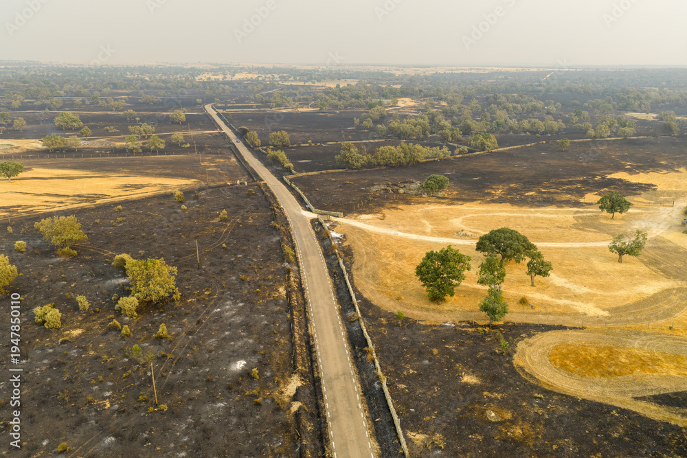 Fototapeta premium Street in a burnt landscape after a forest fire. Spain 2025. Aerial shot.