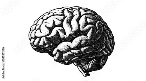 Black and white illustration of a human brain on white background