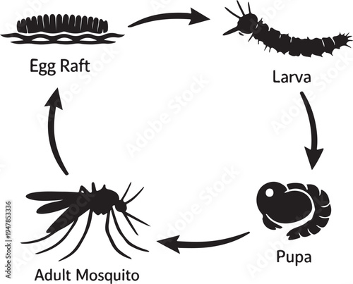 Mosquito Life Cycle Diagram Silhouette Vector Illustration