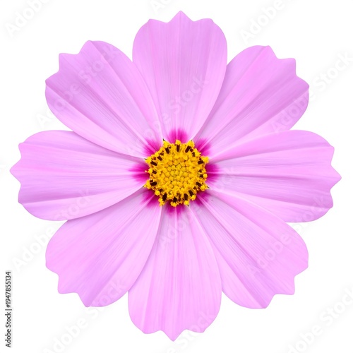 Overhead shot of a delicate, fully bloomed flower with layers of soft pink petals radiating from a vibrant yellow center