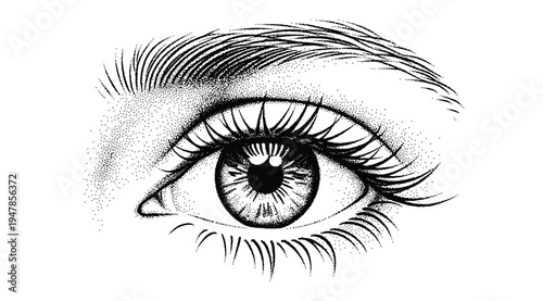 A detailed illustration of a human eye with long eyelashes and eyebrow isolated on white background