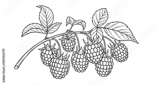 Hand-drawn sketch of a raspberry branch with ripe berries and green leaves