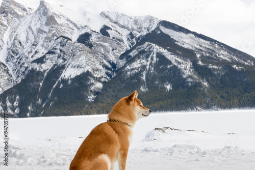 Shiba Inu dog sitting in a snowy mountain landscape with a view of the mountains and a frozen lake