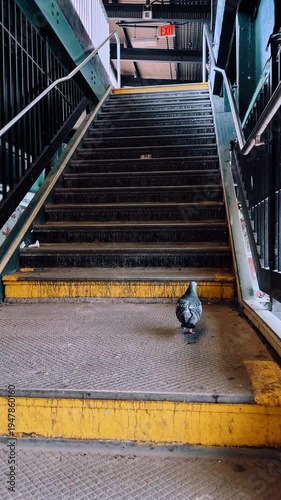 Pigeon standing on urban subway station metal stairs. Low angle view of a bird on gritty stairs with yellow safety stripes at a station.