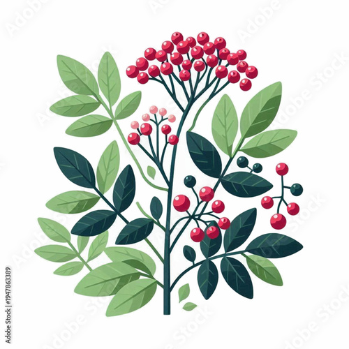 Stylized botanical illustration of a Rowan branch with vibrant red berries and lush green leaves.
