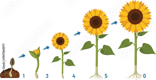 Sunflower Growth Stages from Seed to Bloom, Step-by-Step Life Cycle of Sunflower, Planting and Growing Process Illustration for Educational and Digital Use