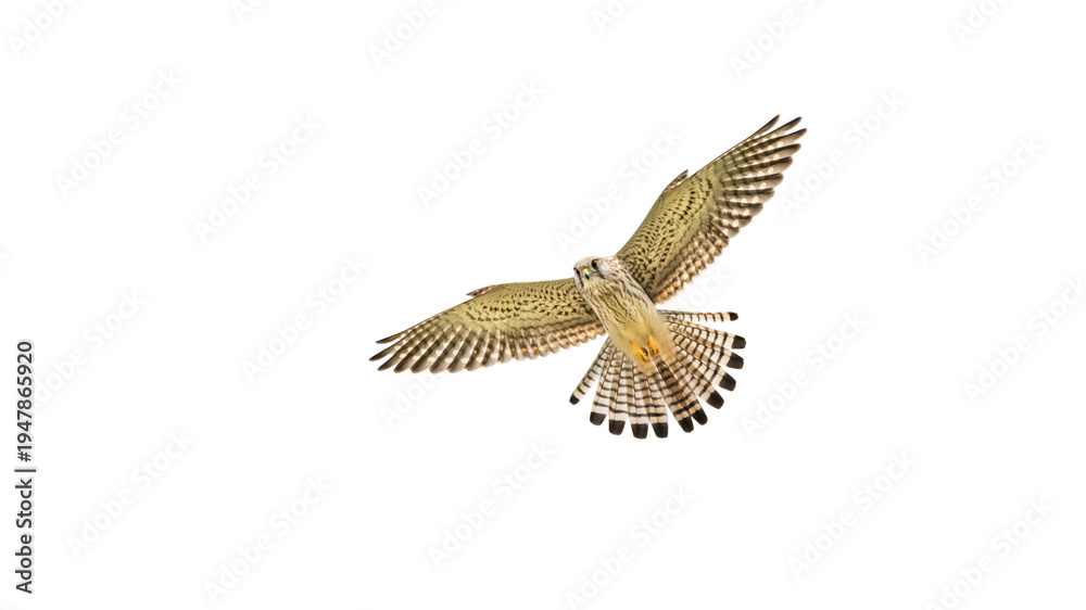 Fototapeta premium European Kestrel In Flight (Falco Tinnunculus)
