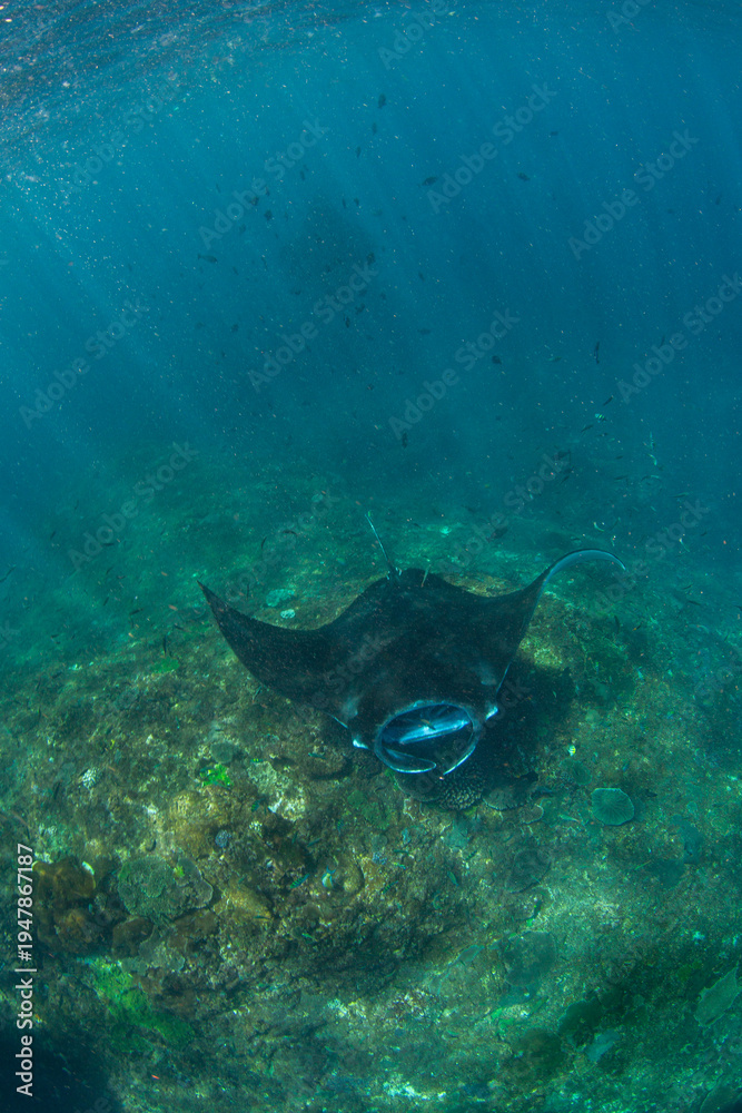 Fototapeta premium Manta ray swims over underwater rock formation in clear ocean water at midday