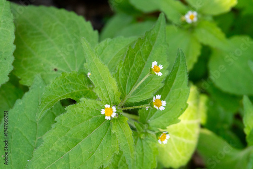 Bild auf Leinwand Galinsoga, also known as shaggy soldier or gallant soldier, produces small, compound flower heads featuring yellow disc flowers surrounded by white ray flowers, often mistaken for small daisies
