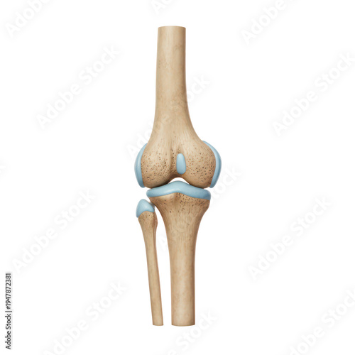Human Knee Joint Bone Anatomical Model Showing Articular Cartilage Surface