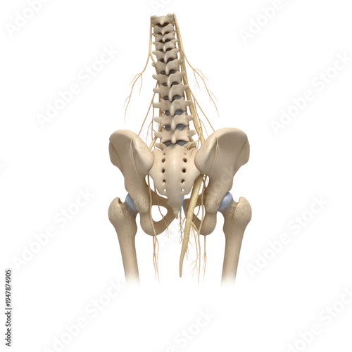 Human Pelvis And Lower Spine Anatomical Model Highlighting Nervous System