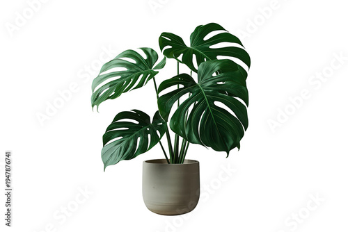 Monstera deliciosa plant in ceramic pot isolated on transparent background, symbolizing tropical decor and nature