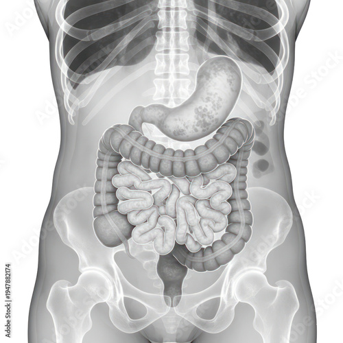 Human torso skeletal and digestive system anatomical visualization on white background