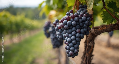 Blurred scenery focusing on large grape clusters at a heritage market