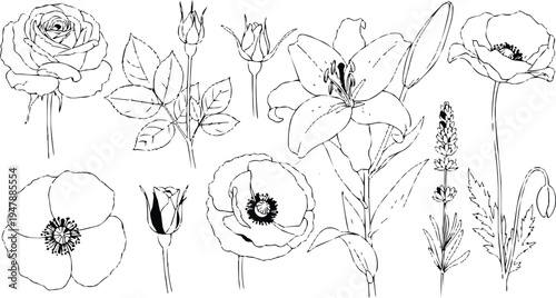 There are lily-like and rose-like flowers, which display a bud, an open flower-like part, and a cross-section that highlights the pistil and stamens.