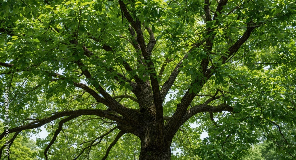 Fototapeta premium A Mature Tree Showcasing Extended Branches and Dense Leaf Clusters