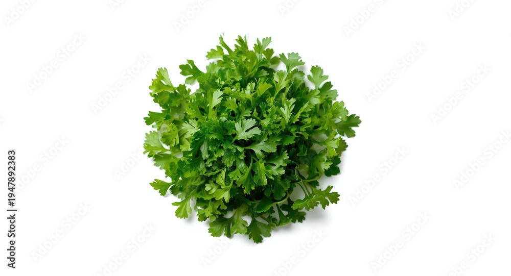 Fototapeta premium Bright fresh parsley leaves chopped and set against white