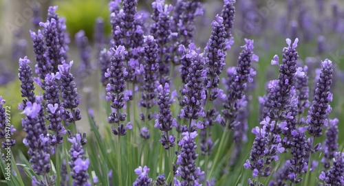 Blooming violet lavandula angustifolia plants cultivated for antibacterial and aromatic oil production