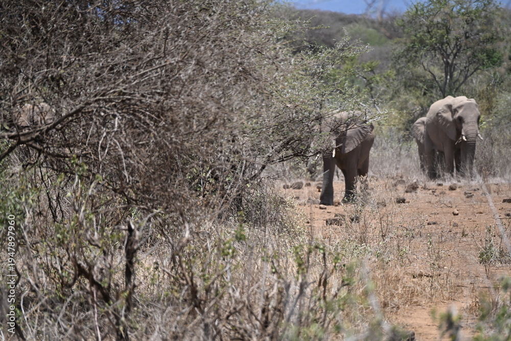 Fototapeta premium The African bush elephant (Loxodonta africana) is the larger of the two species of African elephant.