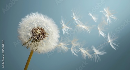 Dandelion bloom shedding seeds with fuzzy feathered forms drifting on air and large open text background