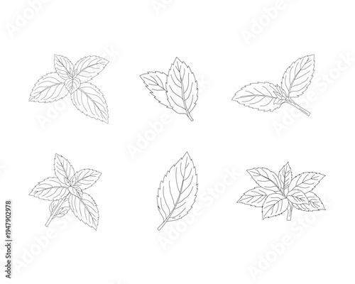Mint leaves set line art illustration. Herbal mint botanical collection. Aromatic herb foliage drawing set. Culinary mint leaves outline bundle. Natural herbal plant illustration. Botanical ingredient