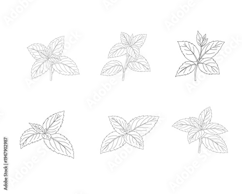 Mint leaves set line art illustration. Herbal mint botanical collection. Aromatic herb foliage drawing set. Culinary mint leaves outline bundle. Natural herbal plant illustration. Botanical ingredient