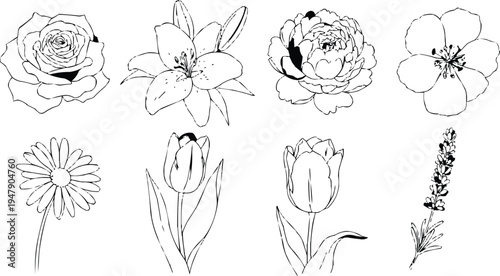 The left side may show a rear view with curved pairs of leaves and a narrow bud, possibly a lily bud. The right side has a symmetrical shape, possibly a tulip.