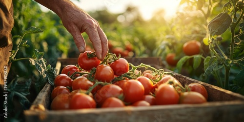 Wallpaper Mural Farmer harvesting tomatoes in wooden crate at sunset Torontodigital.ca