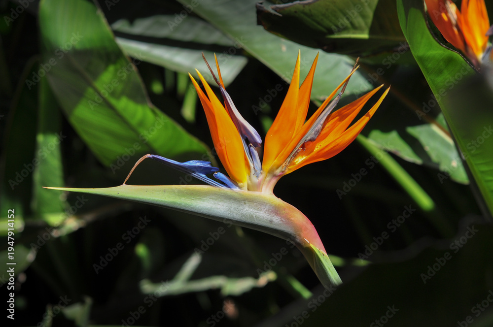 Fototapeta premium Close-up of a strelitzia reginae exotic flower in bloom with vibrant colors against dark background in a tropical garden