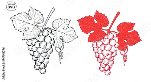 Grapes Bunch with Leaves, Outline and Red Vector Illustration