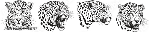 Black and white illustration of four jaguar or leopard footprints