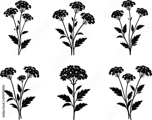 6 Premium Black Verbena Flowers Icons. Botanical Graphic Elements. Design Element. Clip art. Suitable for artwork design. Editable for any design.