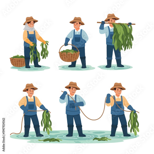 Illustrations depicting a farmer harvesting green aquatic plants or seaweed in different stages, from picking to carrying and collecting.