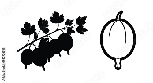 Black currant branch and single berry in stark contrast silhouette