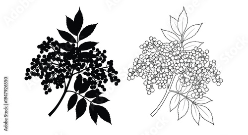 Detailed elderberry branches with berries displayed as a striking silhouette
