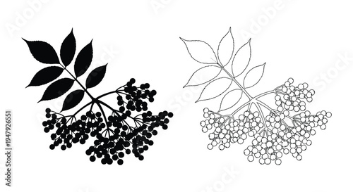 Elderberry branch depictions one in solid black silhouette