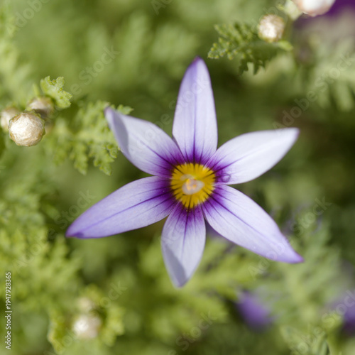 Flora of Gran Canaria - Romulea columnae, the sand crocus, natural macro floral background