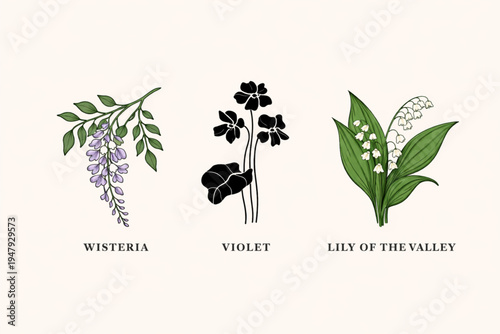 Minimalist Botanical Illustration Set: Wisteria, Violet Silhouette, and Lily of the Valley