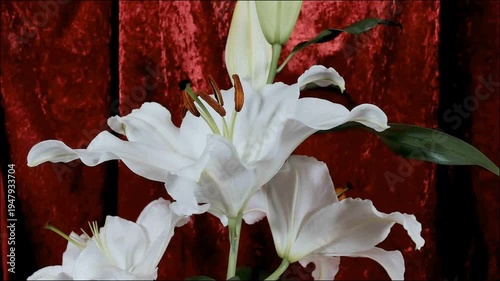 Yellow lily buds and petals in a summer garden. Vertical video.