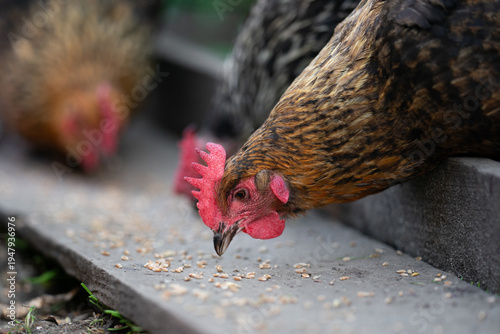 Fotografie Close-up of a brown hen pecking grain on a farm