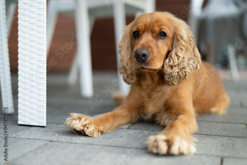  English Cocker Spaniel lying on a grey tiled floor outdoors
