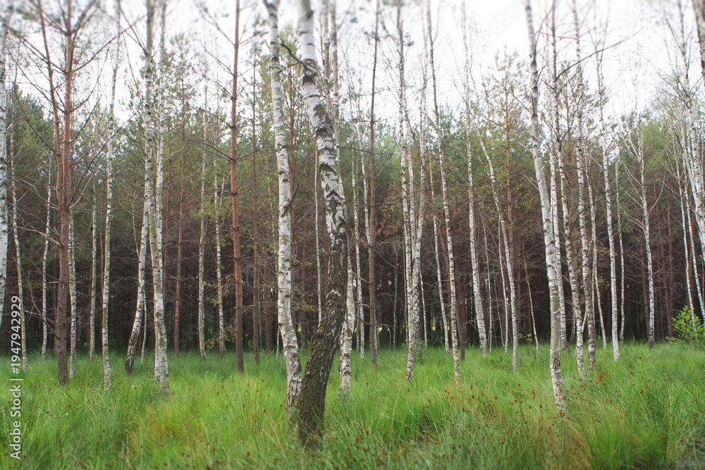 Fototapeta premium Silver birch grove with lush green grass in Ukraine