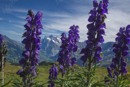 Tableau sur toile Purple aconite flowers blooming in the foreground of Alpine mountain peaks