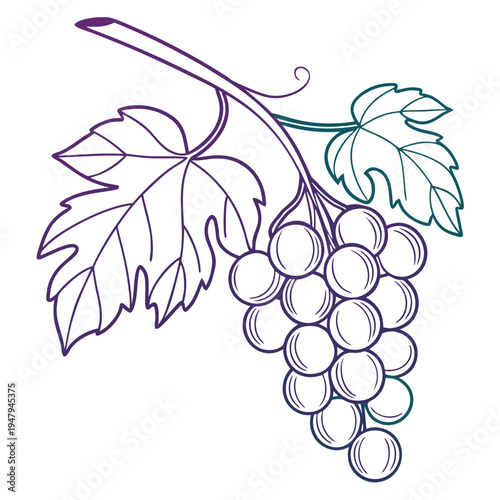 Grape bunch illustration with leaves and branch with food and drink