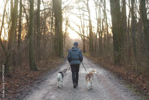 Rear view of a person walking two dogs on leashes through a sunlit forest