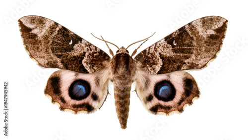 Isolated detailed view of a beautiful moth with striking blue eye spots on its spread wings