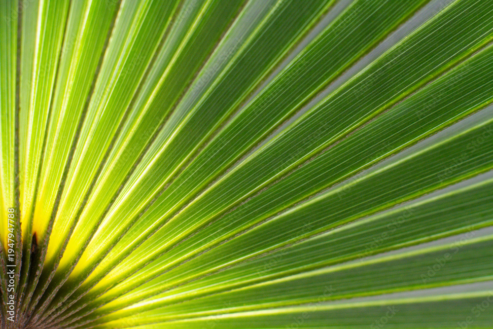 Fototapeta premium close up straight lines texture of green palm leaves