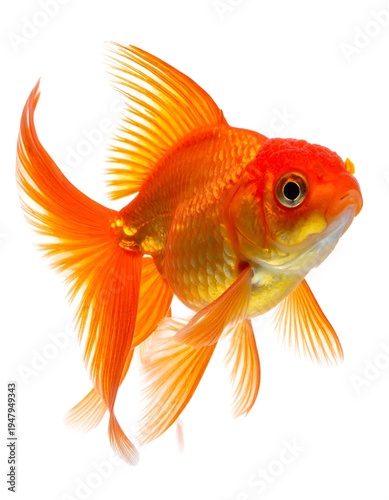 Vivid, detailed studio shot of an orange and yellow goldfish, isolated on a white backdrop, fins fanned, and scales shimmering