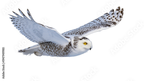 Foto Isolated snowy owl in graceful flight with outstretched wings, beautiful wild bi